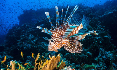 Se blinkskuddene fra Rødehavet