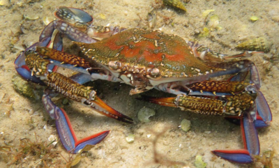 Vil forby fremmede krabber