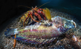 Husk deadline i CUPOTY i dag