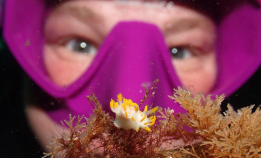 Se bildene fra NM i UV-foto