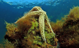 NM i UV-foto: Vidvinkel uten dykker