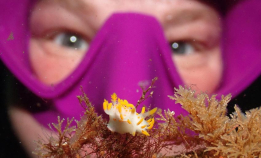 Se makrobildene fra NM i UV-foto