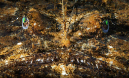 Se fiskebildene fra NM i UV-foto