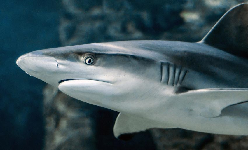 Fantastiske og utrolige haier