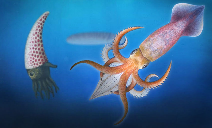Slik mistet blekksprutene skallet