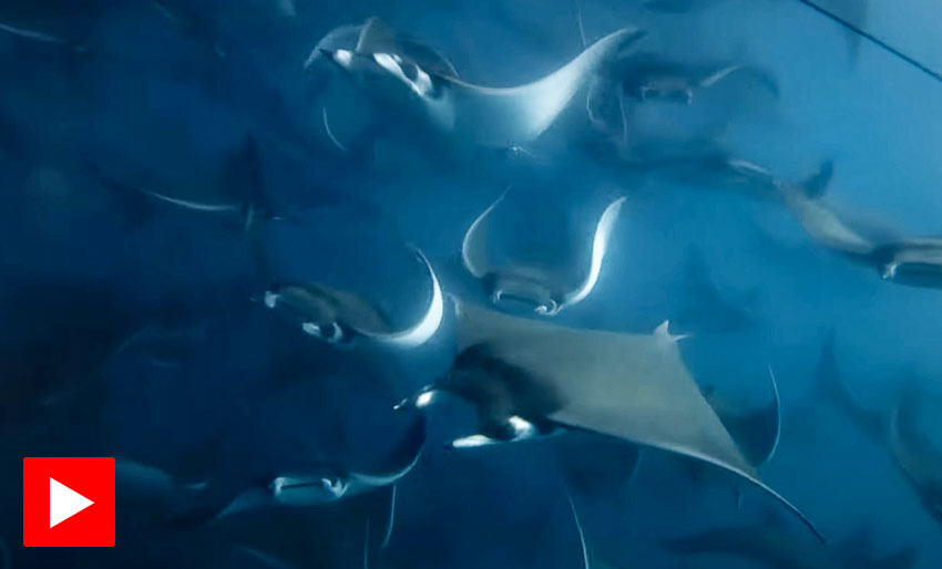 Samarbeider om å skaffe mat