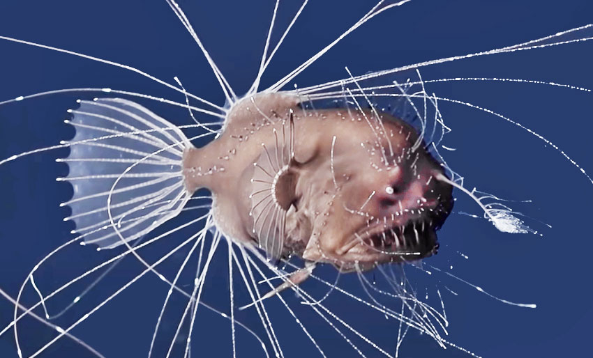 Unik reproduksjon hos dyphavsmarulk