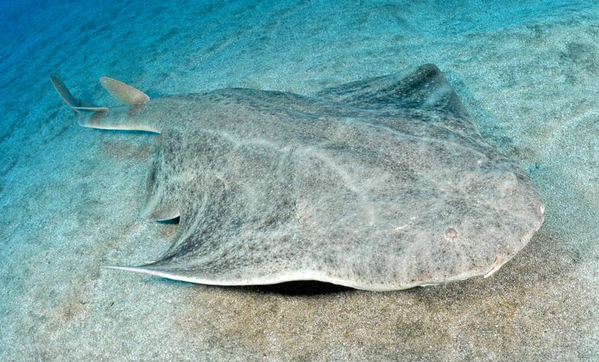 Bare funnet to ganger i Norge