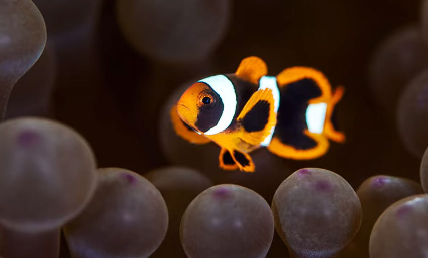 37 blinkskudd fra Lembeh Strait