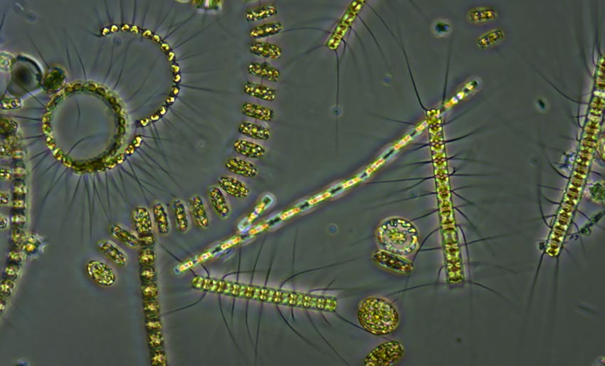 Blogg: Kystens solformørkelse