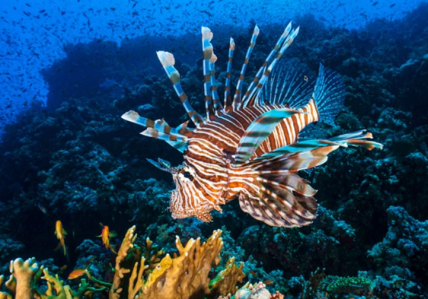 Se blinkskuddene fra Rødehavet