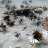 Dragefisken har invadert Florida