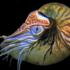 Nautilus er eldre enn dinosaurene
