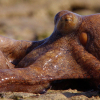 Denne blekkspruten jakter på land