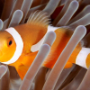 Bli kjent med virkelighetens Nemo