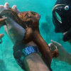Se «My Octopus Teacher» i kveld!