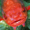 Den er blant våre artigste fisker