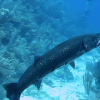 Barracuda spiser dragefisk