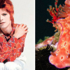 David Bowie vs. nakensnegler