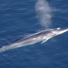 Finnhval på sterk fremmarsj