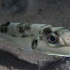 Over 500 fremmede arter i Middelhavet
