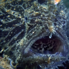 Lurer byttet med fiskestang