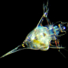 Derfor er plankton så viktig