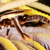 Møt småkrypene i Lembeh Strait