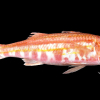 Har du sett en uvanlig fisk?