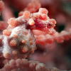 Pygmesjøhest i Lembeh Strait