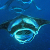 10 fakta om mantarokker