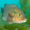 Tarzan er tilbake og bygger reir