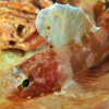 Marinbiologi: Lær mer om kutlinger