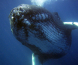 Oljeleting kan ødelegge for hvalsang