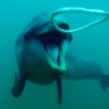 Delfiner reagerer på merkelige bobler