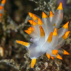 Dyreliv i havet: Lær mer om anemoner