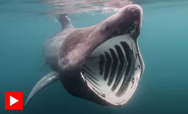 Har den minste hjernen av alle haier