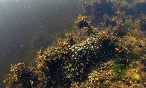 Vannet langs kysten blir mørkere