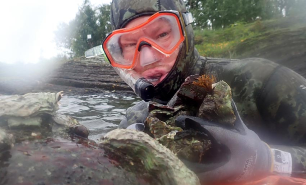 Tips til plukking av stillehavsøsters