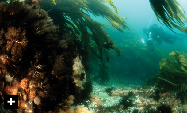 Saltstraumen – vill, vakker og våt