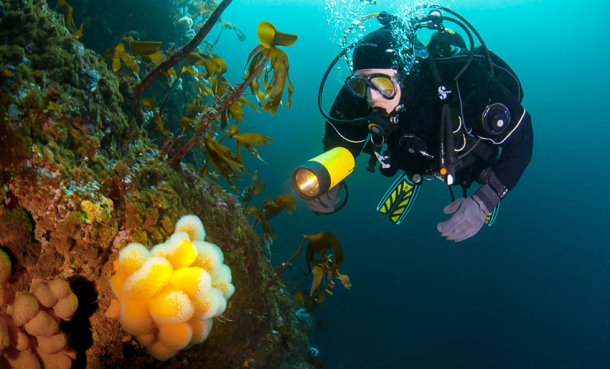 Ta PADI grunnkurs hos Nemo