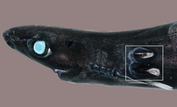 Har funnet blodsugende rur