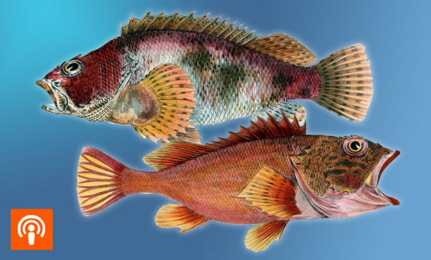 Nye arter: Den blå detektimen