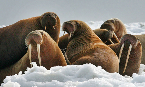 Hjelp WWF med å telle hvalross
