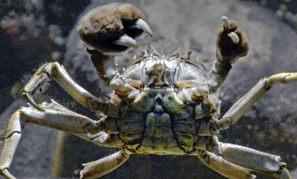 Funnet i Norge: En av verdens verste