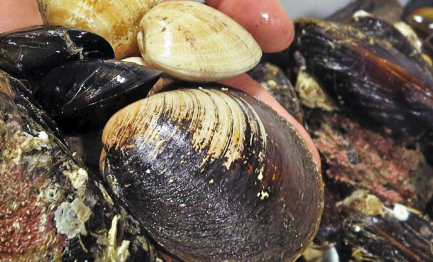 Ikke spektakulære, men viktige