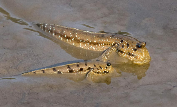 Den trives som fisken på land