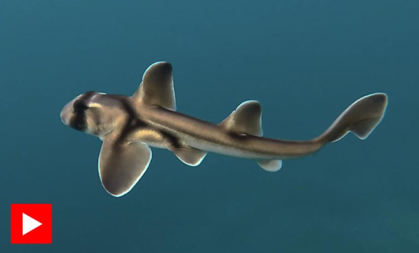 Livet er ikke lett for babyhaier