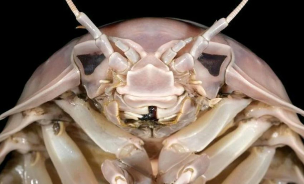 Ser du hvem den er oppkalt etter?