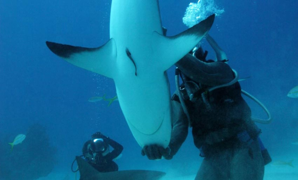 Hvorfor blir de helt rolige?